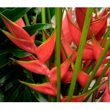 Heliconia Hanging Pink Rostrata Pink Yellow 